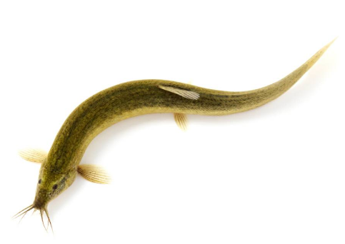 泥鰍為什么怕鹽 原來是這個原因 泥鰍為什么怕鹽 原來是這個原因