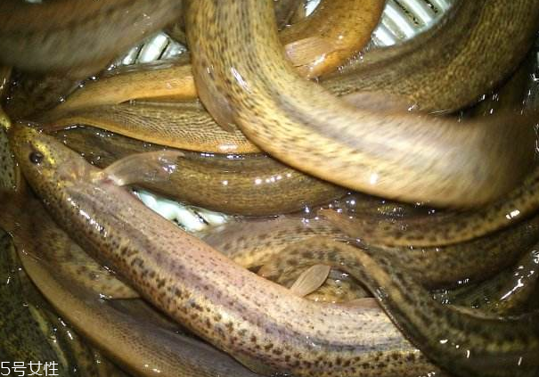 泥鰍吐泥的方法 方法超級(jí)簡單