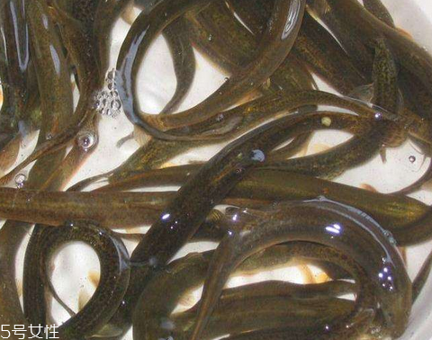 泥鰍放冰箱會(huì)死嗎 這樣放不會(huì)死 泥鰍放冰箱會(huì)死嗎 這樣放不會(huì)死