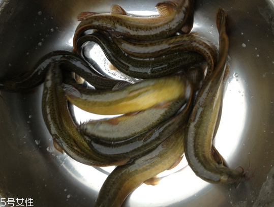 泥鰍放冰箱會(huì)死嗎 這樣放不會(huì)死 泥鰍放冰箱會(huì)死嗎 這樣放不會(huì)死