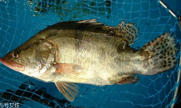 桂魚(yú)為什么那么貴 物以稀為貴 桂魚(yú)為什么那么貴 物以稀為貴