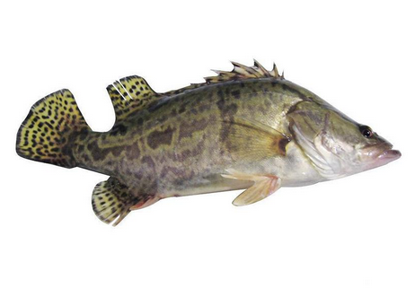 桂魚(yú)為什么那么貴 物以稀為貴 桂魚(yú)為什么那么貴 物以稀為貴