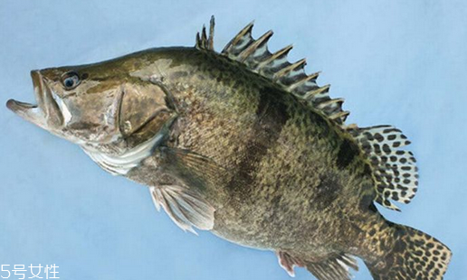 桂魚(yú)為什么那么貴 物以稀為貴 桂魚(yú)為什么那么貴 物以稀為貴