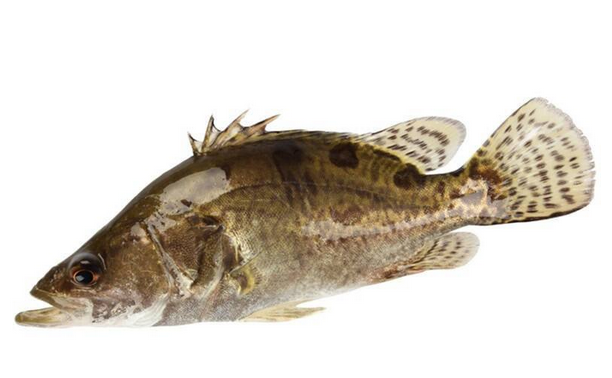 桂魚(yú)有刺嗎 刺還挺少的 桂魚(yú)有刺嗎 刺還挺少的