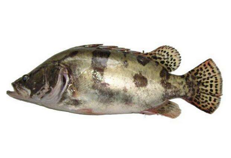 桂魚(yú)有刺嗎 刺還挺少的 桂魚(yú)有刺嗎 刺還挺少的