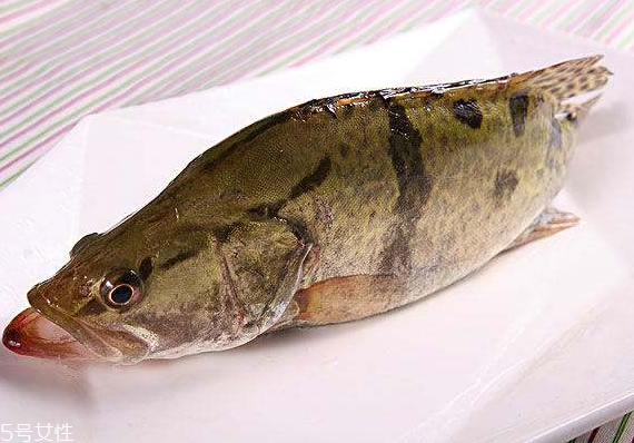 桂魚(yú)有刺嗎 刺還挺少的 桂魚(yú)有刺嗎 刺還挺少的