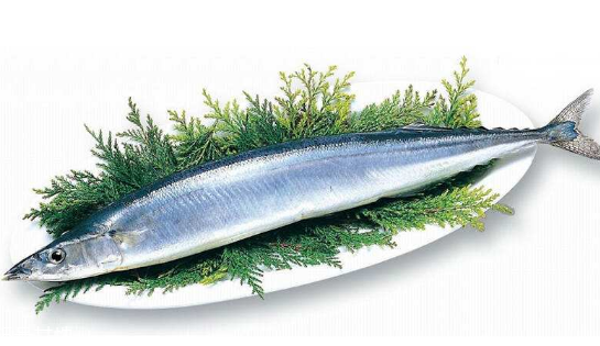 秋刀魚為什么不能多吃 含有微量毒素 秋刀魚為什么不能多吃 含有微量毒素