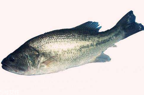 鱸魚(yú)為什么那么貴 因?yàn)闋I(yíng)養(yǎng)價(jià)值高 鱸魚(yú)為什么那么貴 因?yàn)闋I(yíng)養(yǎng)價(jià)值高