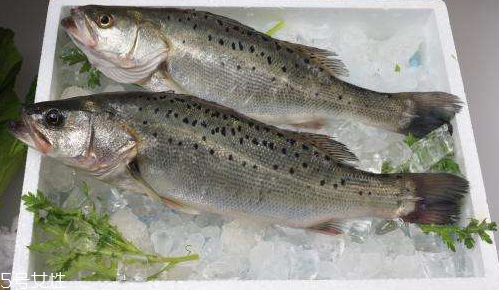 鱸魚如何去腥味 教你一招去腥味 鱸魚如何去腥味 教你一招去腥味