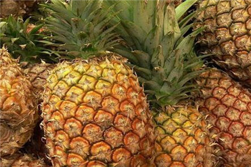 吃剩的菠蘿可以水種植嗎 這樣做菠蘿變盆栽 吃剩的菠蘿可以水種植嗎 這樣做菠蘿變盆栽