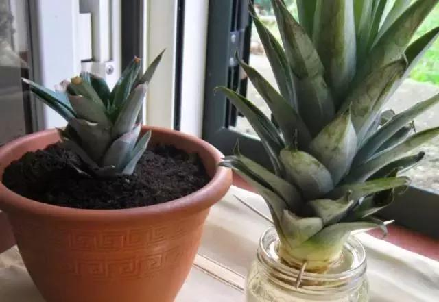 吃剩的菠蘿可以水種植嗎 這樣做菠蘿變盆栽 吃剩的菠蘿可以水種植嗎 這樣做菠蘿變盆栽