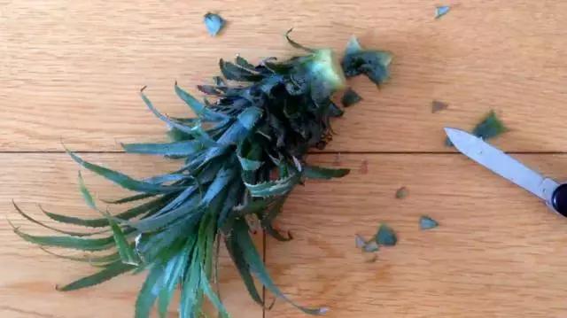 吃剩的菠蘿可以水種植嗎 這樣做菠蘿變盆栽 吃剩的菠蘿可以水種植嗎 這樣做菠蘿變盆栽