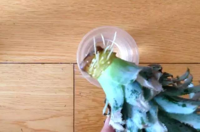 吃剩的菠蘿可以水種植嗎 這樣做菠蘿變盆栽 吃剩的菠蘿可以水種植嗎 這樣做菠蘿變盆栽