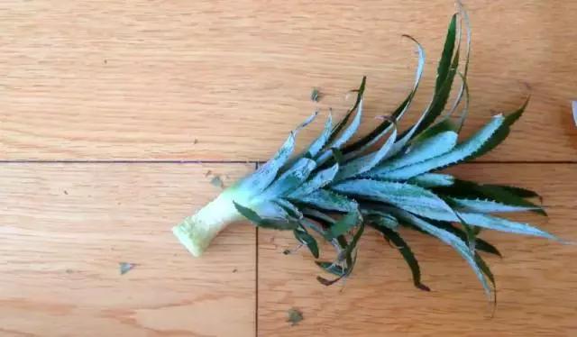 吃剩的菠蘿可以水種植嗎 這樣做菠蘿變盆栽 吃剩的菠蘿可以水種植嗎 這樣做菠蘿變盆栽