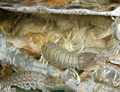 皮皮蝦怎么剝 看了就會了 皮皮蝦怎么剝 看了就會了