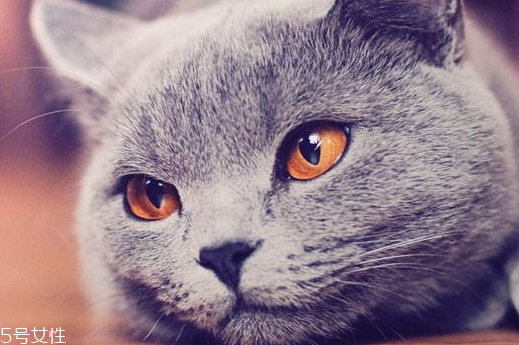 美瞳買多久的好 選對了有效避免浪費(fèi) 美瞳買多久的好 選對了有效避免浪費(fèi)