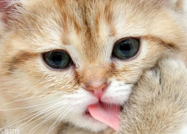 美瞳買多久的好 選對了有效避免浪費(fèi) 美瞳買多久的好 選對了有效避免浪費(fèi)