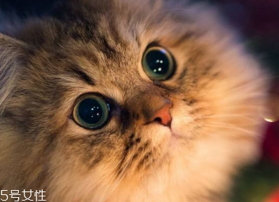 日拋型美瞳含水量高嗎 多為高含水量型 日拋型美瞳含水量高嗎 多為高含水量型