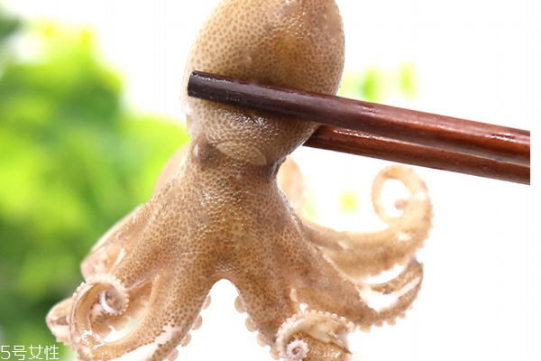 章魚為什么要活著吃 品嘗章魚極致鮮美 章魚為什么要活著吃 品嘗章魚極致鮮美