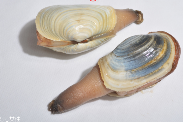 象拔蚌切片怎么吃 刺身炒菜都可以 象拔蚌切片怎么吃 刺身炒菜都可以