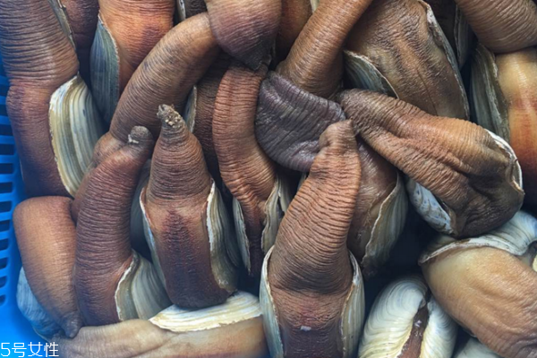 象拔蚌清洗方法 找對(duì)方法很重要 象拔蚌清洗方法 找對(duì)方法很重要