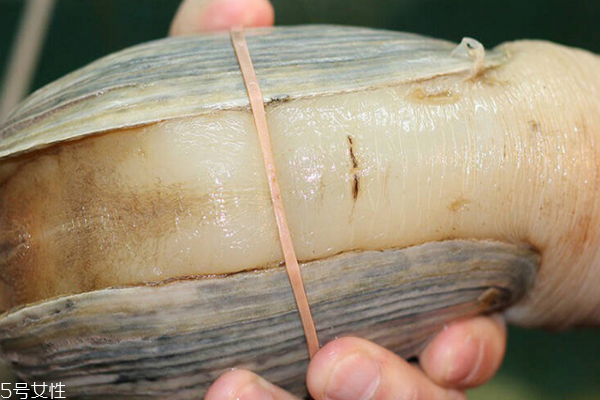 象拔蚌如何生吃 做法超簡單 象拔蚌如何生吃 做法超簡單