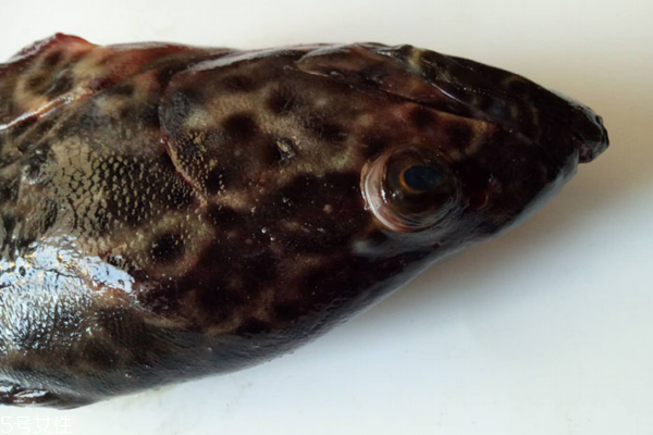 石斑魚多少錢一斤 分為三種 石斑魚多少錢一斤 分為三種