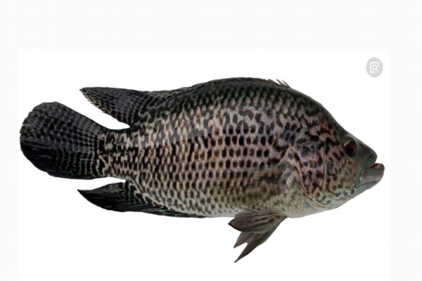 石斑魚多少錢一斤 分為三種 石斑魚多少錢一斤 分為三種