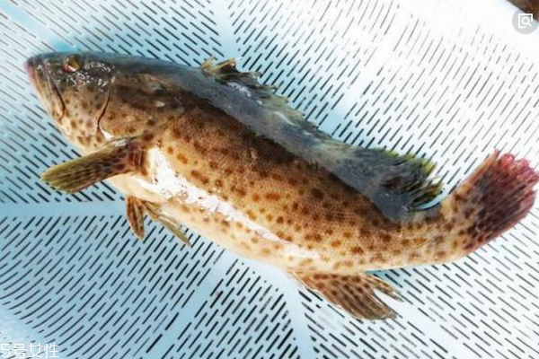 石斑魚多少錢一斤 分為三種 石斑魚多少錢一斤 分為三種