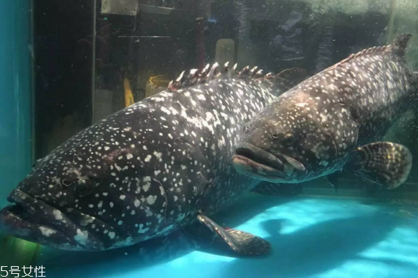 石斑魚(yú)為什么這么貴 原來(lái)貴在這里