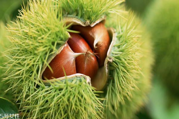 板栗吃多了會(huì)怎樣 有這些壞處 板栗吃多了會(huì)怎樣 有這些壞處