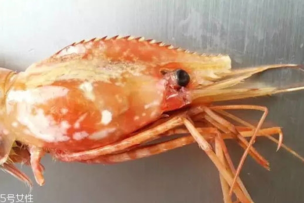 牡丹蝦怎么分辨雌雄 2歲以前是男孩子 牡丹蝦怎么分辨雌雄 2歲以前是男孩子