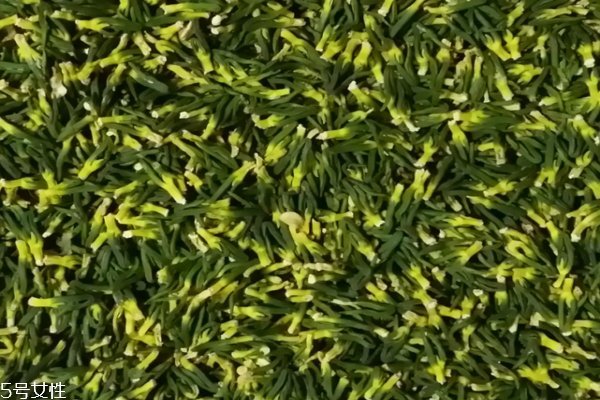 蓮子心泡水喝的功效與禁忌 這些你都要知道 蓮子心泡水喝的功效與禁忌 這些你都要知道