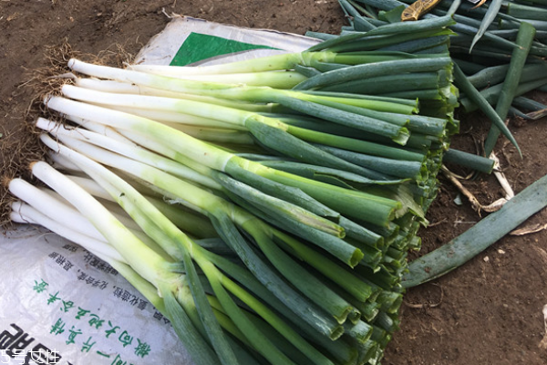 大蔥能和韭菜一起吃嗎 可以一起包餃子 大蔥能和韭菜一起吃嗎 可以一起包餃子