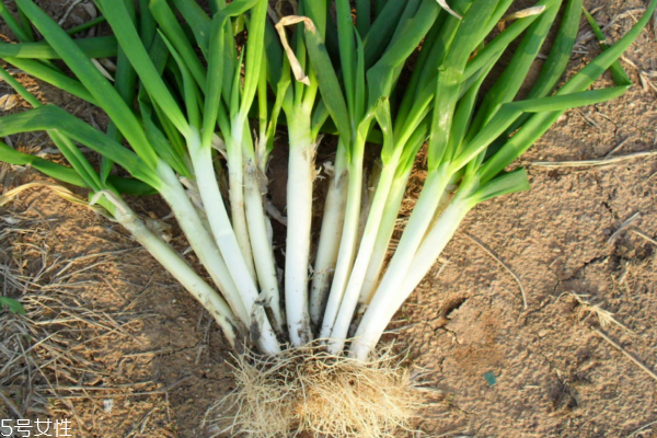 大蔥能多吃嗎 適量最好 大蔥能多吃嗎 適量最好