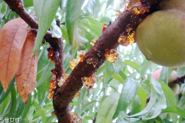 桃膠怎么看真假 3個(gè)方法讓購(gòu)買(mǎi)不踩雷