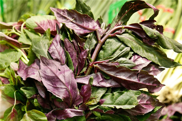 紅鳳菜怎么吃 紅鳳菜是什么菜 紅鳳菜怎么吃 紅鳳菜是什么菜