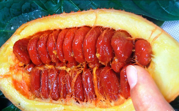 木鱉子是什么 木鱉子怎么吃 木鱉子是什么 木鱉子怎么吃