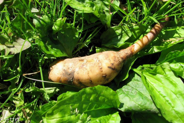 天麻是哪里的特產(chǎn) 烏天麻是極品 天麻是哪里的特產(chǎn) 烏天麻是極品