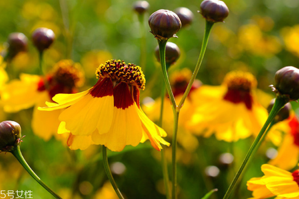 雪菊是菊花嗎 屬于菊花 雪菊是菊花嗎 屬于菊花