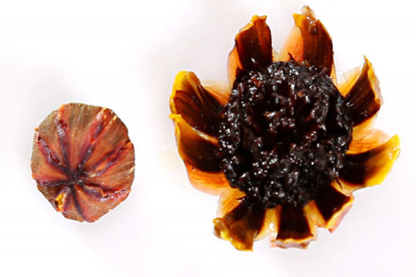 雪菊能不能天天喝 不要這樣喝 雪菊能不能天天喝 不要這樣喝