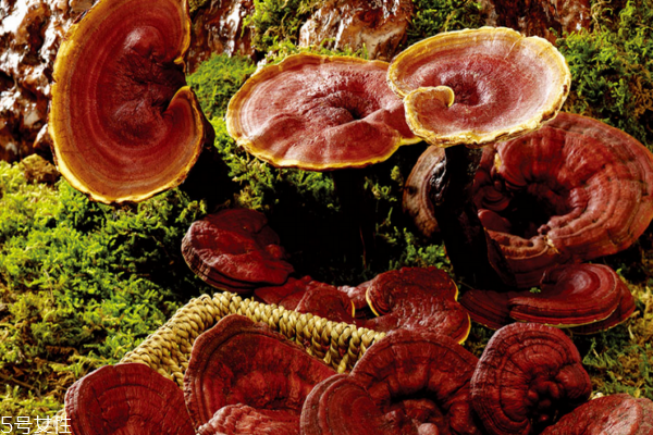 靈芝是苦的嗎 苦就對了 靈芝是苦的嗎 苦就對了