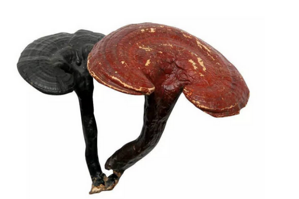 靈芝是苦的嗎 苦就對了 靈芝是苦的嗎 苦就對了