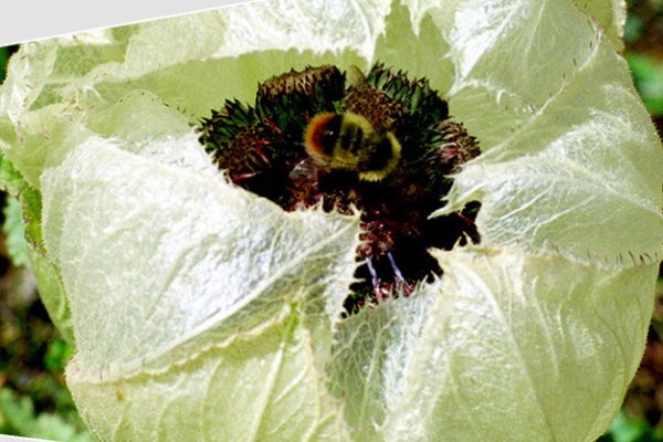 天山雪蓮是熱性涼性 它是性溫的 天山雪蓮是熱性涼性 它是性溫的