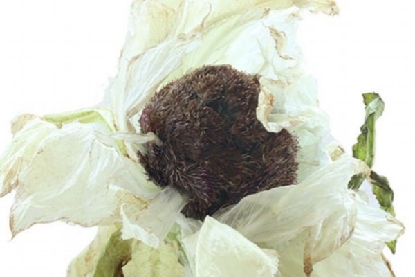 天山雪蓮是熱性涼性 它是性溫的 天山雪蓮是熱性涼性 它是性溫的