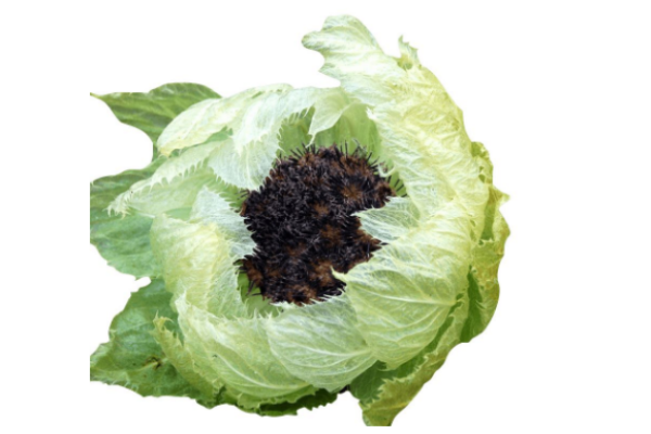 天山雪蓮是什么樣子 奇花異草 天山雪蓮是什么樣子 奇花異草