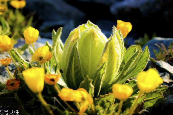 天山雪蓮是什么樣子 奇花異草 天山雪蓮是什么樣子 奇花異草