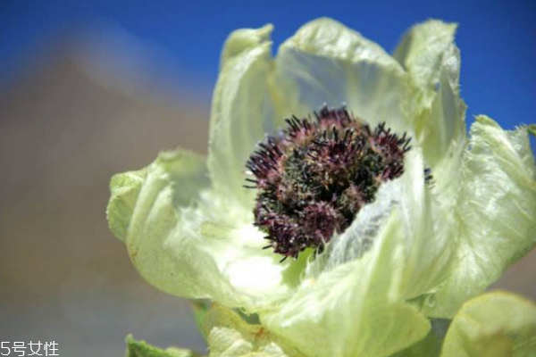 天山雪蓮是哪里的特產(chǎn) 新疆烏魯木齊 天山雪蓮是哪里的特產(chǎn) 新疆烏魯木齊