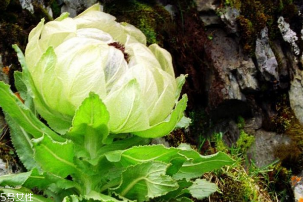 天山雪蓮的副作用 其實不存在 天山雪蓮的副作用 其實不存在
