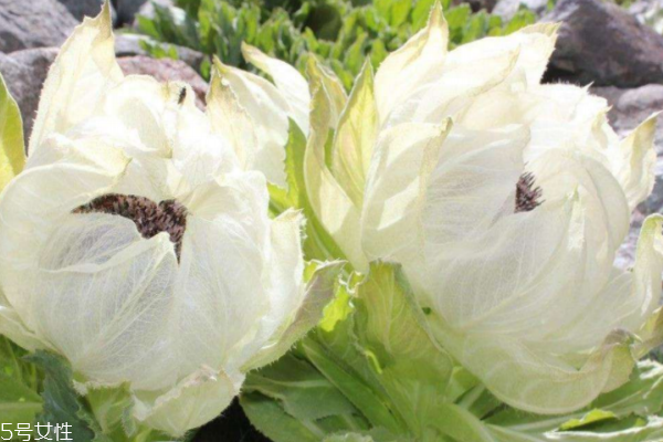 天山雪蓮的副作用 其實不存在 天山雪蓮的副作用 其實不存在